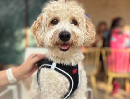 Maltipoo Chivas erkek 1,5 Yaşında - 118978876