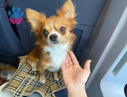 Şadoya  dışı eş arıyorum