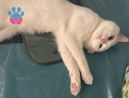 1 Yaşında Beyaz British Shorthair Erkek Kedime Eş Arıyorum 🐾