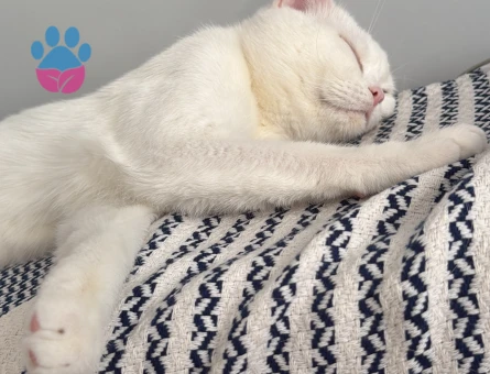 1 Yaşında Beyaz British Shorthair Erkek Kedime Eş Arıyorum 🐾