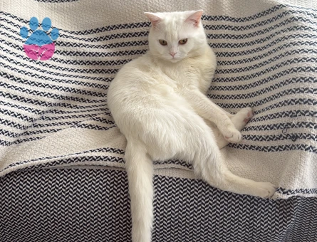 1 Yaşında Beyaz British Shorthair Erkek Kedime Eş Arıyorum 🐾
