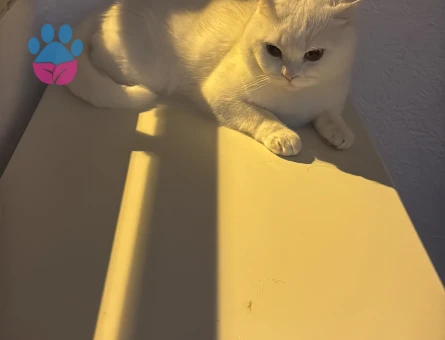 1 Yaşında Beyaz British Shorthair Erkek Kedime Eş Arıyorum 🐾