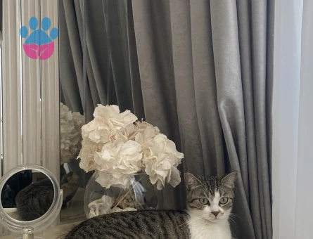 Eva’ya kısır eş