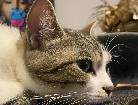 Eva’ya kısır eş