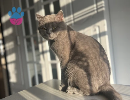 Oğluma eş arıyorum