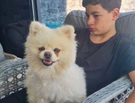 beyaz pomeranian - 118978889