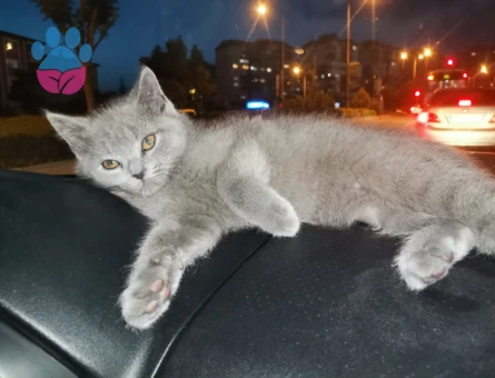 Yakışıklı oğlumuza eş arıyoruz