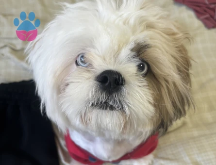 Renkli gözlü 1.sınıf shıhtzu