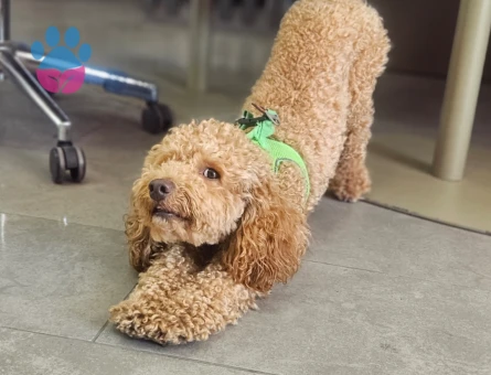 Toy poodle Köpeğime Eş Arıyorum 1 Yaşında - 118984683