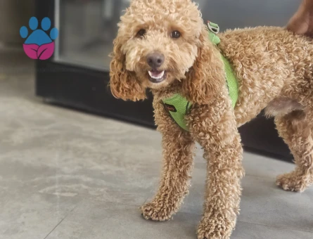 Toy poodle Köpeğime Eş Arıyorum 1 Yaşında