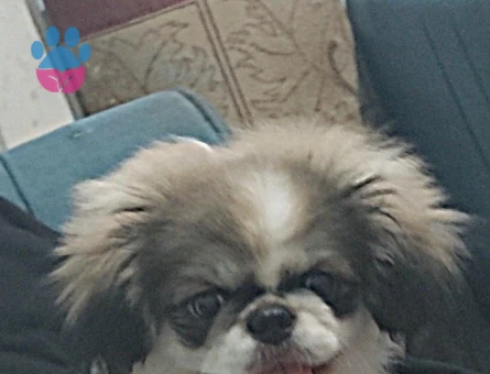 Pekinez Erkek Köpeğime Eş Arıyorum - 118984684