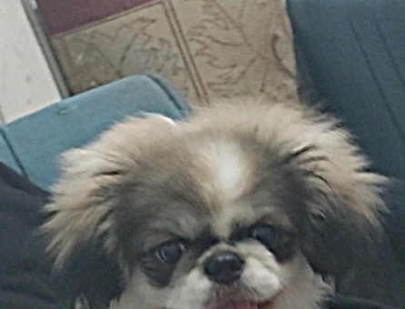 Pekinez Erkek Köpeğime Eş Arıyorum - 118984684