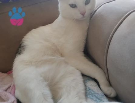 Tekir Yakışıklı oğluma eş arıyorum