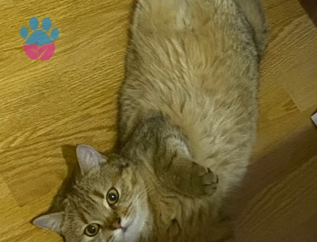 British golden Dişi kedime eş arıyorum