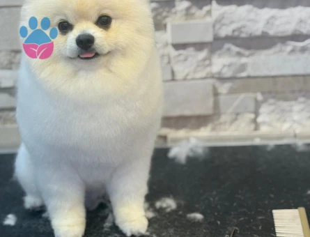 2 Yaşında Erkek Beyaz Pomeranian Boo Köpeğime Dişi Arıyorum - 118984690