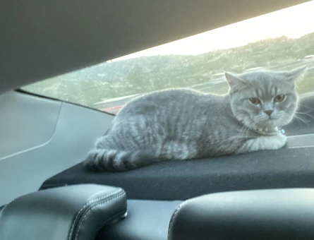British shorthair 8 aylık Kızgınlıkta - 118971328
