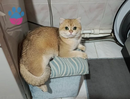 Scottish Fold 1 Yaşında Kızgınlıkta