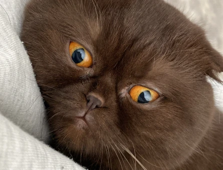 Scottish Fold Cinsi Oğluma Eş Arıyorum - 118971339