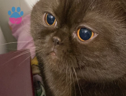 Scottish Fold Cinsi Oğluma Eş Arıyorum