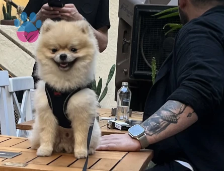 Pomeranian boo erkek