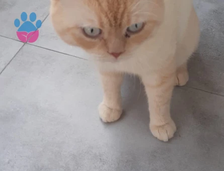 British Shorthair 2 Yaşında Eş Arıyor