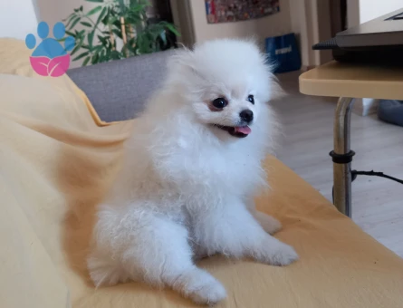 Beyaz Teacup Pomeranian Boo ''Fendi'' Damadınız Olmaya Hazır