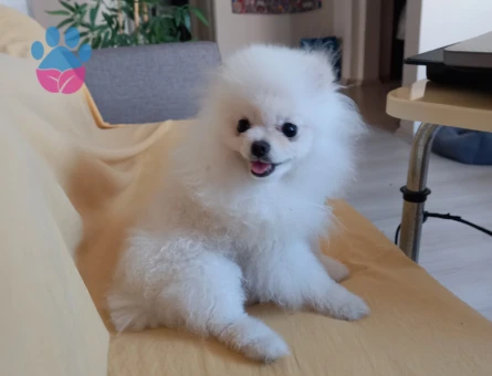 Beyaz Teacup Pomeranian Boo ''Fendi'' Damadınız Olmaya Hazır