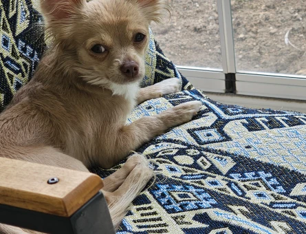 2yaş soy kütük belgeli dişi Chihuahua - 118979448