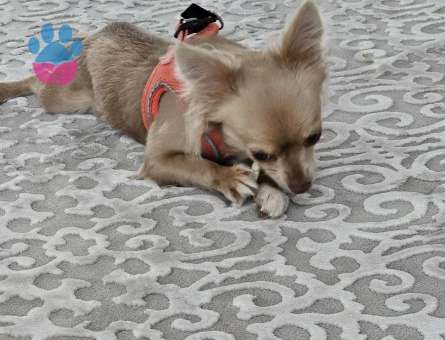 2yaş soy kütük belgeli dişi Chihuahua