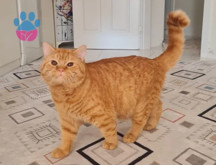 British Shorthair Kedimi Çiftleştirmek İstiyorum.