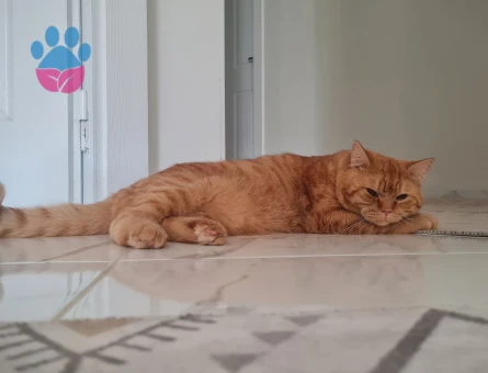 British Shorthair Kedimi Çiftleştirmek İstiyorum.
