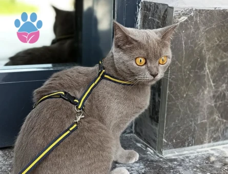 Dişi kedimize eş arıyoruz