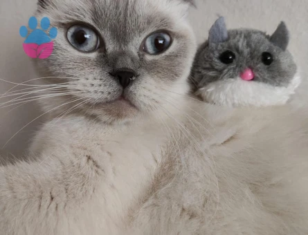 British Shorthair Bluepoint Dişi Kedimize Eş Arıyoruz.