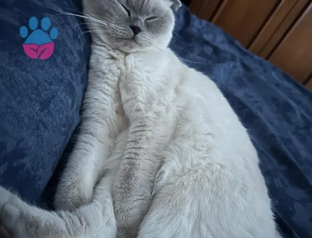 British Shorthair Bluepoint Dişi Kedimize Eş Arıyoruz.