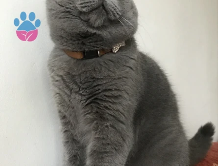 TOSUN PAŞA’YA PRENSESİNİ ARIYORUZ