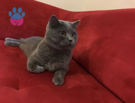 TOSUN PAŞA’YA PRENSESİNİ ARIYORUZ