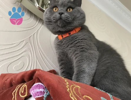 TOSUN PAŞA’YA PRENSESİNİ ARIYORUZ