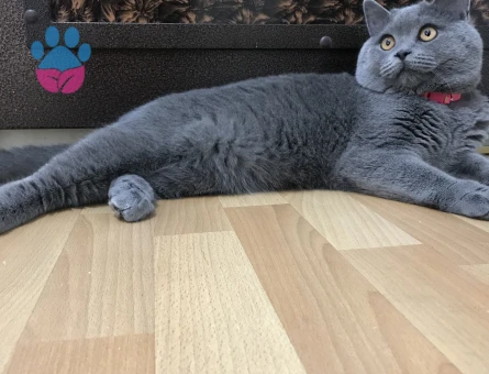 TOSUN PAŞA’YA PRENSESİNİ ARIYORUZ