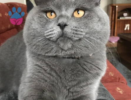 TOSUN PAŞA’YA PRENSESİNİ ARIYORUZ