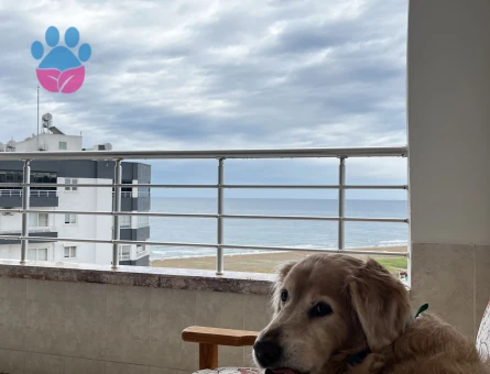 Golden köpeğimize dişi arıyoruz ACİL - 118984962
