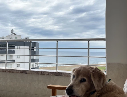 Golden köpeğimize dişi arıyoruz ACİL - 118984962