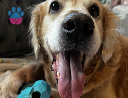 Golden köpeğimize dişi arıyoruz ACİL - Görsel 3