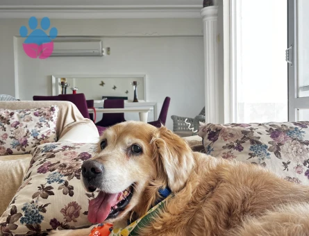 Golden köpeğimize dişi arıyoruz ACİL - Görsel 4