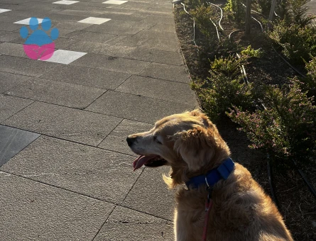 Golden köpeğimize dişi arıyoruz ACİL - Görsel 5