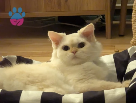British longhair Dişi 3 Yaşında - Görsel 3