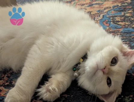 British longhair Dişi 3 Yaşında - Görsel 5