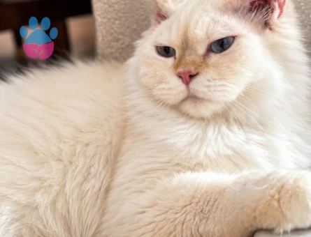 British longhair Dişi 3 Yaşında - Görsel 4
