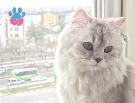British Longhair 1 Yaşında Eş Arıyor - 118984965