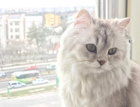 British Longhair 1 Yaşında Eş Arıyor - 118984965