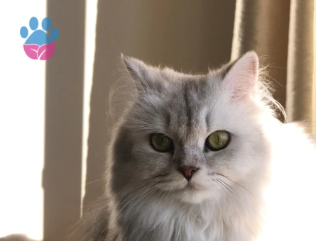 British Longhair 1 Yaşında Eş Arıyor - Görsel 3